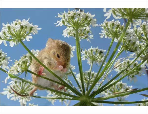 Harvest mouse (Micromys minutus) cleaning its nose on Common hogweed (Heracleum sphondylium)