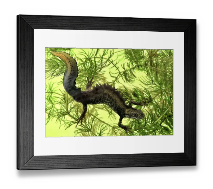 Framed Print : Great crested newt (Triturus cristatus) male in breeding condition, amongst Soft hornwort Framed Print : Great crested newt (Triturus cristatus) male in breeding condition, amongst Soft hornwort