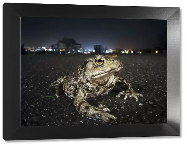 Common toad (Bufo bufo) with urban lights behind, Bristol, UK
