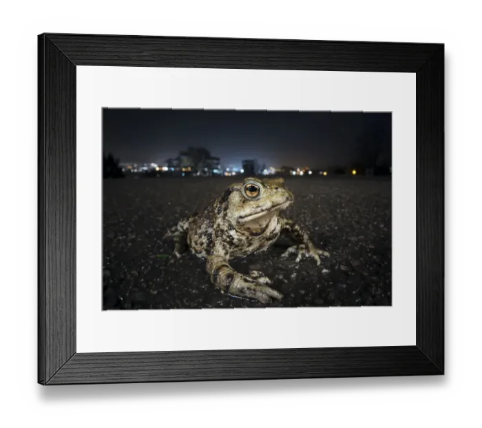 Framed Print : Common toad (Bufo bufo) with urban lights behind, Bristol, UK Framed Print : Common toad (Bufo bufo) with urban lights behind, Bristol, UK