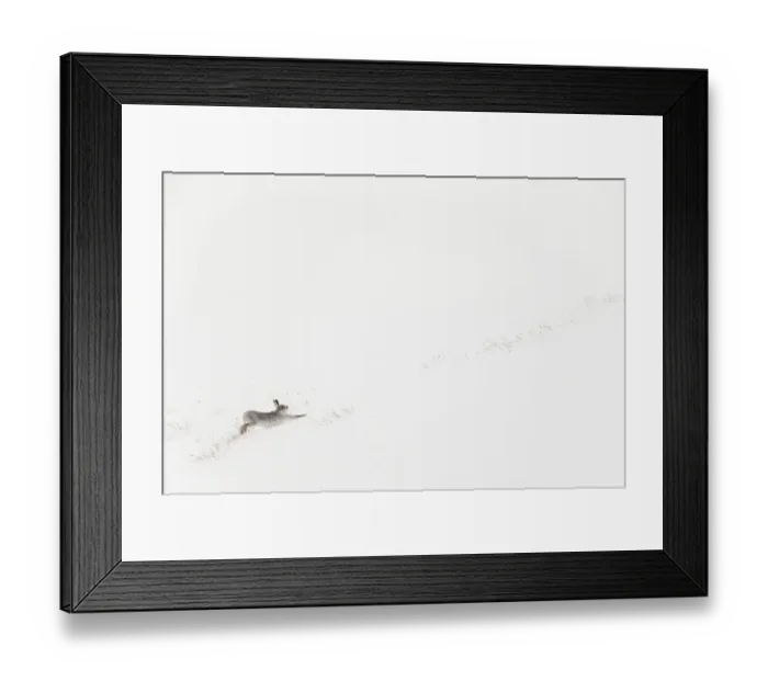 Framed Print : Mountain hare (Lepus timidus) in white winter coat stretching - in snowy habitat, Scotland Framed Print : Mountain hare (Lepus timidus) in white winter coat stretching - in snowy habitat, Scotland