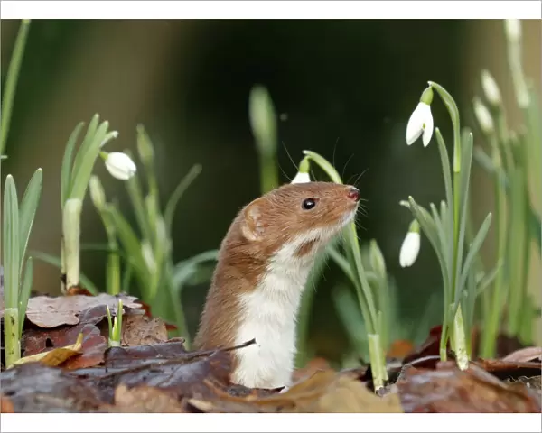 Weasel (Mustela nivalis) looking out of hole on woodland floor with snowdrops, Sheffield