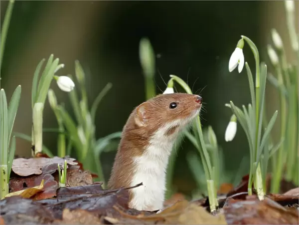 Weasel (Mustela nivalis) looking out of hole on woodland floor with snowdrops, Sheffield