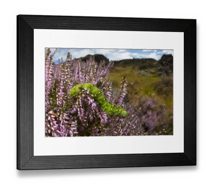 Framed Print : Emperor moth (Saturnia pavonia) caterpillar feeding on Ling heather (Calluna vulgaris) Framed Print : Emperor moth (Saturnia pavonia) caterpillar feeding on Ling heather (Calluna vulgaris)