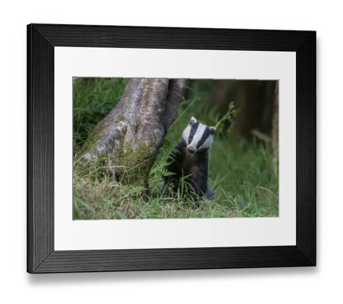 Framed Print : European badger (Meles meles) foraging in deciduous woodland. June, Mid Devon, UK Framed Print : European badger (Meles meles) foraging in deciduous woodland. June, Mid Devon, UK