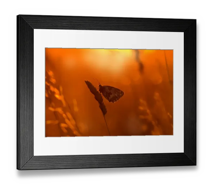 Framed Print : Marbled white butterfly (Melanargia galathea) roosting on grasses, England, UK, July Framed Print : Marbled white butterfly (Melanargia galathea) roosting on grasses, England, UK, July