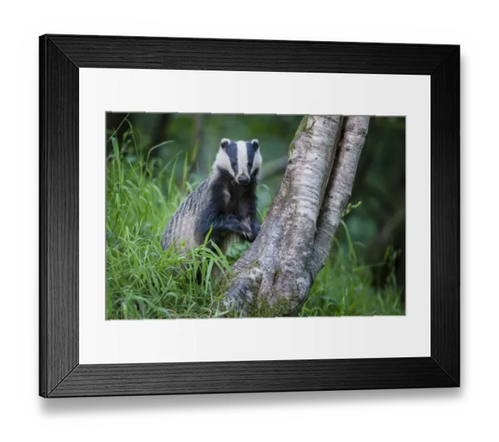 Framed Print : RF - European Badger (Meles meles) foraging at tree trunk in deciduous woodland. Mid Devon, UK Framed Print : RF - European Badger (Meles meles) foraging at tree trunk in deciduous woodland. Mid Devon, UK