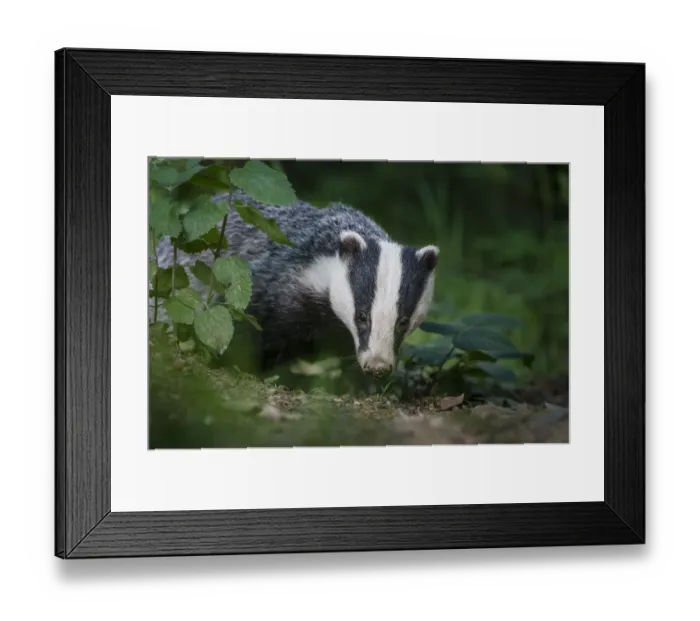 Framed Print : RF - European badger (Meles meles) foraging in deciduous woodland. Mid Devon, UK. June Framed Print : RF - European badger (Meles meles) foraging in deciduous woodland. Mid Devon, UK. June
