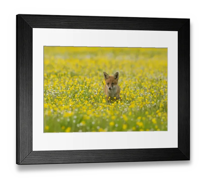 Framed Print : Red fox (Vulpes vulpes) 8 week old cub standing in field of buttercups, Kent, UK May Framed Print : Red fox (Vulpes vulpes) 8 week old cub standing in field of buttercups, Kent, UK May