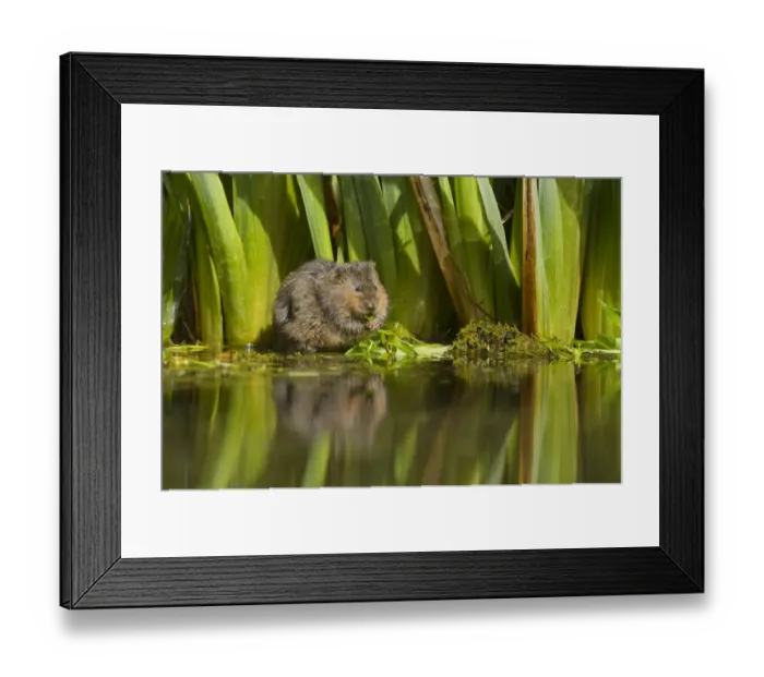 Framed Print : Water vole (Arvicola amphibius) feeding on aquatic plant, Kent, UK May Framed Print : Water vole (Arvicola amphibius) feeding on aquatic plant, Kent, UK May