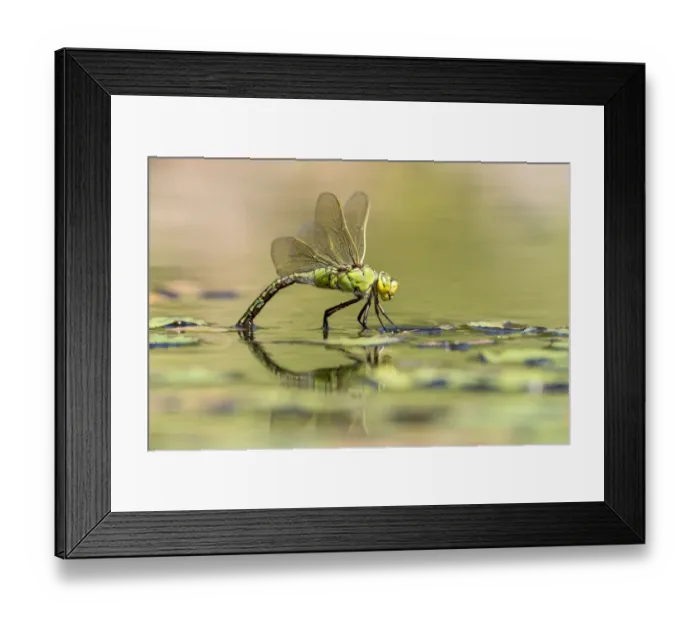 Framed Print : RF - Female emperor dragonfly (Anax imperator) laying eggs on garden pond, Broxwater, Cornwall, UK Framed Print : RF - Female emperor dragonfly (Anax imperator) laying eggs on garden pond, Broxwater, Cornwall, UK