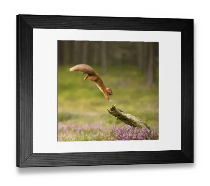Framed Print : Red Squirrel (Sciurus vulgaris) leaping onto log, Scotland, UK, September Framed Print : Red Squirrel (Sciurus vulgaris) leaping onto log, Scotland, UK, September