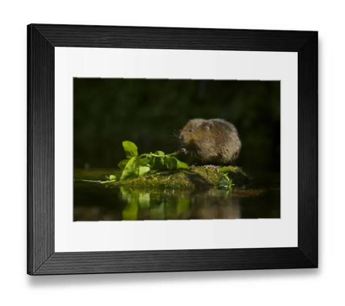 Framed Print : Water vole (Arvicola amphibius) feeding, Kent, UK May Framed Print : Water vole (Arvicola amphibius) feeding, Kent, UK May