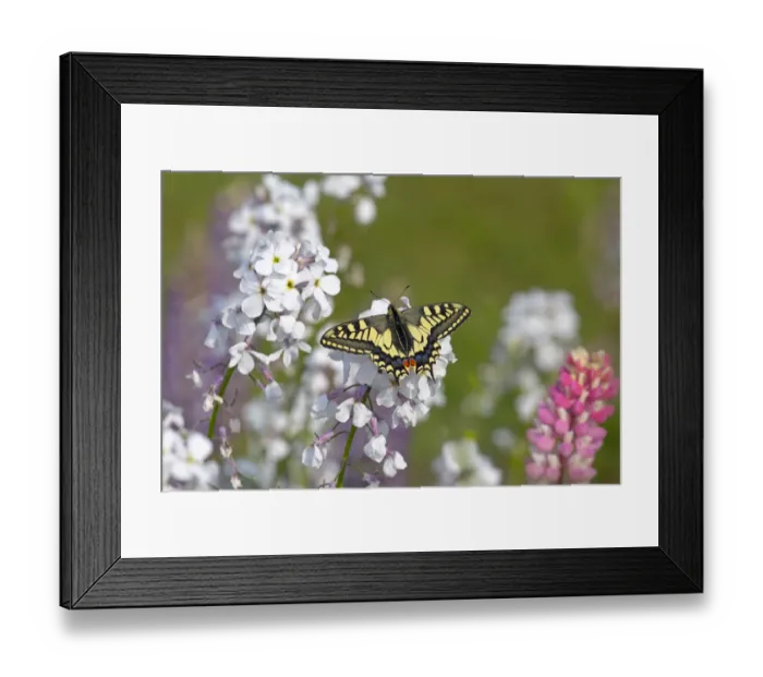 Framed Print : Swallowtail butterfly (Papilio machaon) in garden, Norfolk, England, UK, June Framed Print : Swallowtail butterfly (Papilio machaon) in garden, Norfolk, England, UK, June