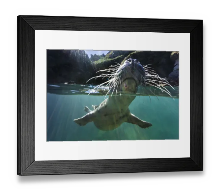 Framed Print : Grey seal (Halichoerus grypus) split level of young seal investigating the camera with its nose Framed Print : Grey seal (Halichoerus grypus) split level of young seal investigating the camera with its nose