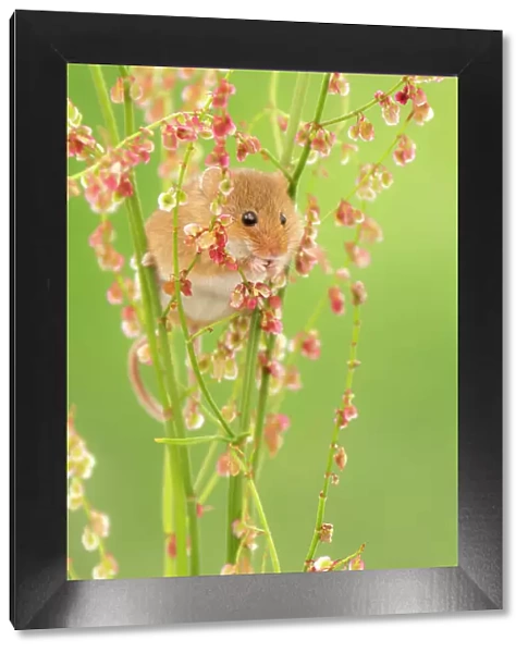 Harvest mouse (Micromys minutus) feeding on Sorrel (Rumex acetosa), Devon, England, UK. May. Captive