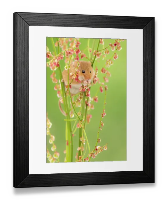 Framed Print : Harvest mouse (Micromys minutus) feeding on Sorrel (Rumex acetosa), Devon, England, UK. May. Captive Framed Print : Harvest mouse (Micromys minutus) feeding on Sorrel (Rumex acetosa), Devon, England, UK. May. Captive