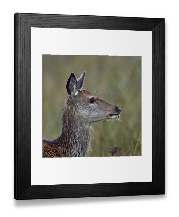 Framed Print : Red deer (Cervus elaphus) female doe portrait, Jura, Scotland, UK, September Framed Print : Red deer (Cervus elaphus) female doe portrait, Jura, Scotland, UK, September