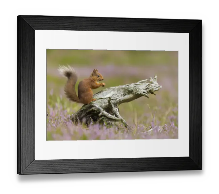 Framed Print : Red squirrel (Sciurus vulgaris) in summer coat on stump amongst heather, Cairngorms National Park Framed Print : Red squirrel (Sciurus vulgaris) in summer coat on stump amongst heather, Cairngorms National Park