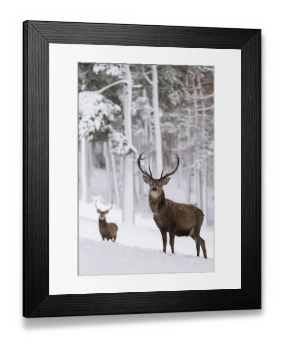 Framed Print : RF - Red Deer stags (Cervus elaphus) in snow-covered pine forest. Scotland, UK. December Framed Print : RF - Red Deer stags (Cervus elaphus) in snow-covered pine forest. Scotland, UK. December