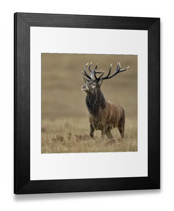 Framed Print : Red deer (Cervus elaphus) male stag roaring portrait, rut season, Jura, Scotland