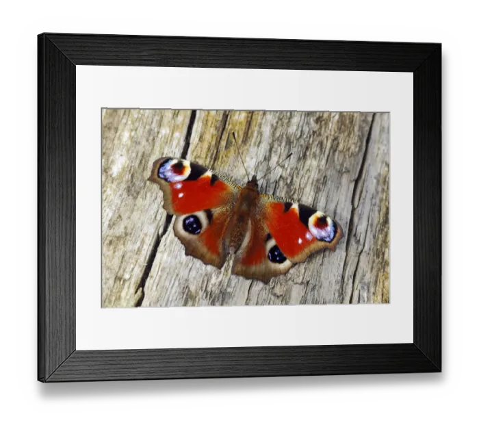 Framed Print : Peacock butterfly (Inachis io) basking on fallen tree, Southwest London, England, UK, April