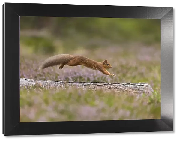 Red Squirrel (Sciurus vulgaris) in summer coat running across fallen log in heather, Scotland, UK
