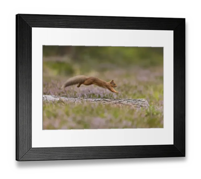 Framed Print : Red Squirrel (Sciurus vulgaris) in summer coat running across fallen log in heather, Scotland, UK Framed Print : Red Squirrel (Sciurus vulgaris) in summer coat running across fallen log in heather, Scotland, UK