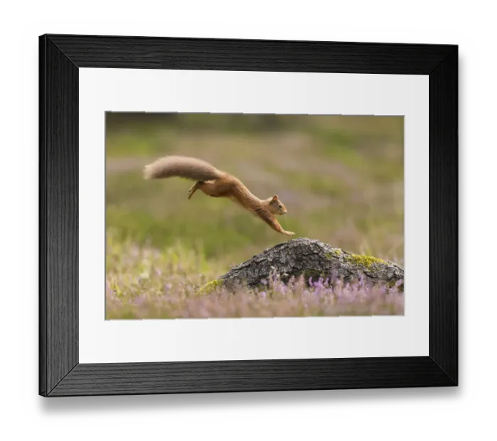 Framed Print : RF - Red Squirrel (Sciurus vulgaris) adult in summer coat leaping onto fallen log Framed Print : RF - Red Squirrel (Sciurus vulgaris) adult in summer coat leaping onto fallen log