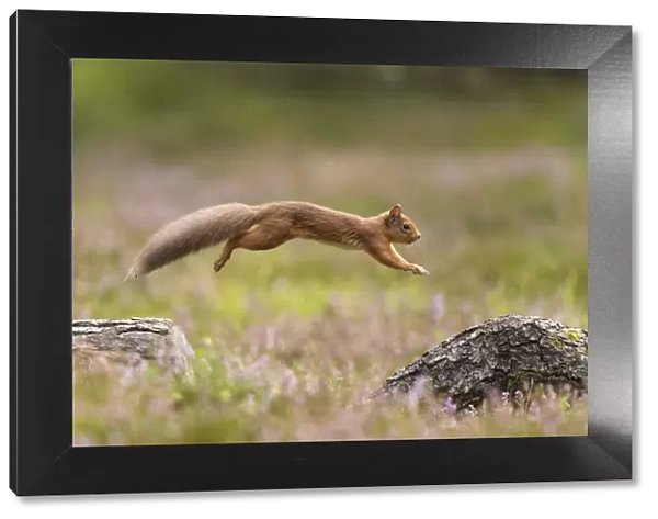 RF - Red Squirrel (Sciurus vulgaris) in summer coat leaping between fallen logs Scotland, UK