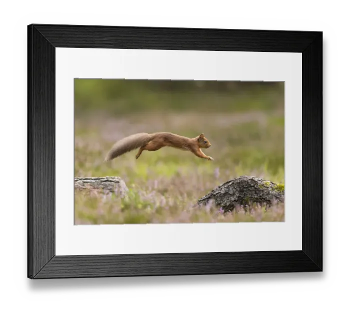 Framed Print : RF - Red Squirrel (Sciurus vulgaris) in summer coat leaping between fallen logs Scotland, UK Framed Print : RF - Red Squirrel (Sciurus vulgaris) in summer coat leaping between fallen logs Scotland, UK