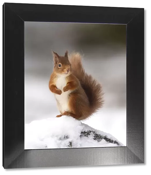 Red squirrel (Sciurus vulgaris) stood on log in snow, Cairngorms National Park, Scotland, UK