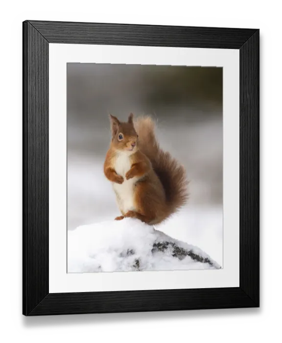 Framed Print : Red squirrel (Sciurus vulgaris) stood on log in snow, Cairngorms National Park, Scotland, UK Framed Print : Red squirrel (Sciurus vulgaris) stood on log in snow, Cairngorms National Park, Scotland, UK