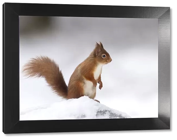 RF - Red Squirrel (Sciurus vulgaris) standing on log in snow. Scotland, UK. December