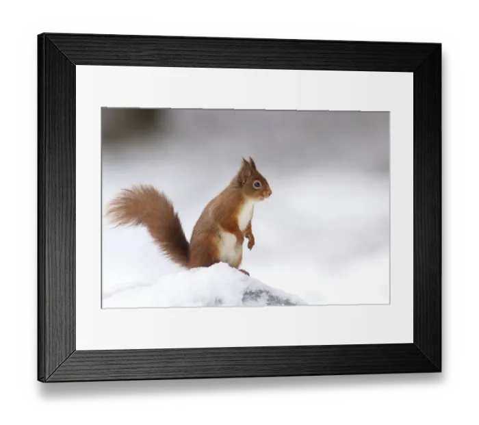 Framed Print : RF - Red Squirrel (Sciurus vulgaris) standing on log in snow. Scotland, UK. December