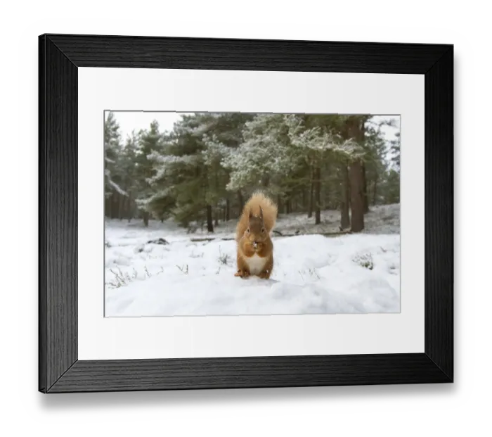 Framed Print : RF - Red Squirrel (Sciurus vulgaris) in woodland habitat in snow. Scotland, UK, December Framed Print : RF - Red Squirrel (Sciurus vulgaris) in woodland habitat in snow. Scotland, UK, December