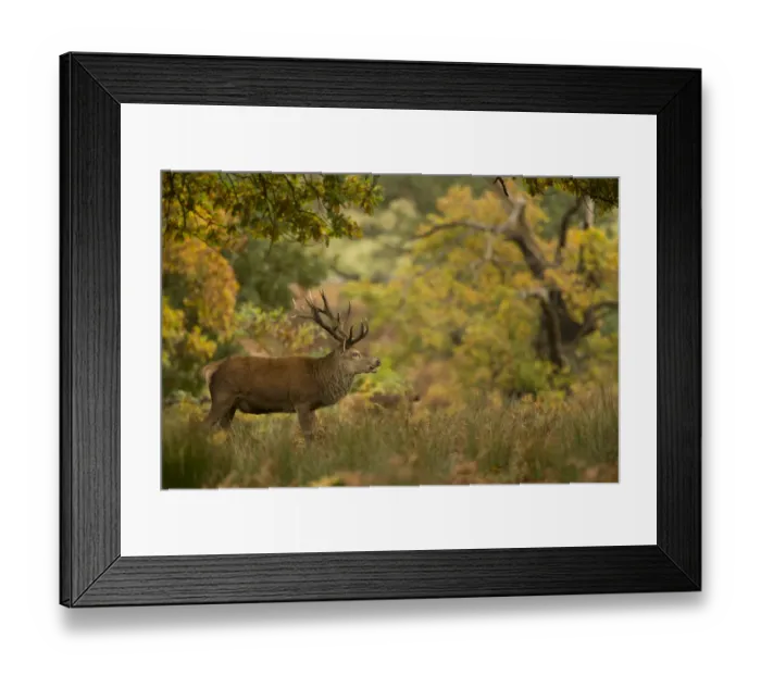 Framed Print : Red deer (Cervus elaphus) stag in autumn woodlands, Bradgate Park, Leicestershire Framed Print : Red deer (Cervus elaphus) stag in autumn woodlands, Bradgate Park, Leicestershire