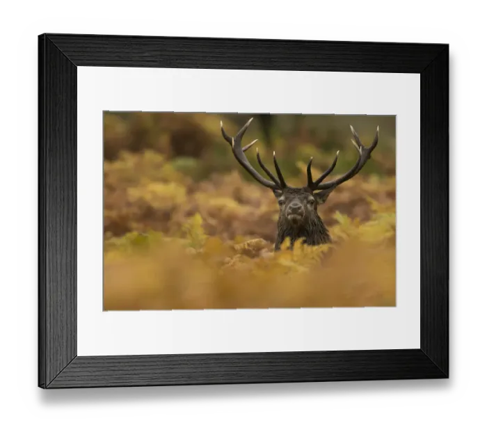 Framed Print : Red Deer Stag (Cervus elaphus) amongst Autumn vegetation, Bradgate Park, Leicestershire Framed Print : Red Deer Stag (Cervus elaphus) amongst Autumn vegetation, Bradgate Park, Leicestershire