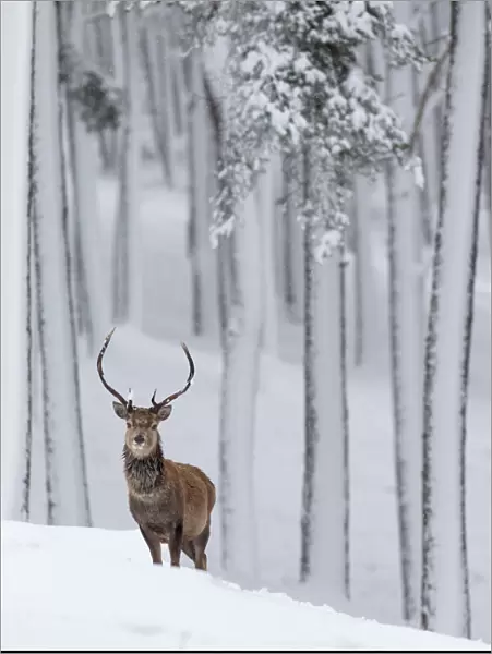 RF - Red Deer stag (Cervus elaphus) in snow-covered pine forest. Scotland, UK. December