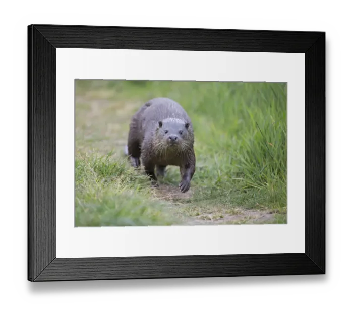 Framed Print : Common otter (Lutra lutra) Norfolk UK May Framed Print : Common otter (Lutra lutra) Norfolk UK May