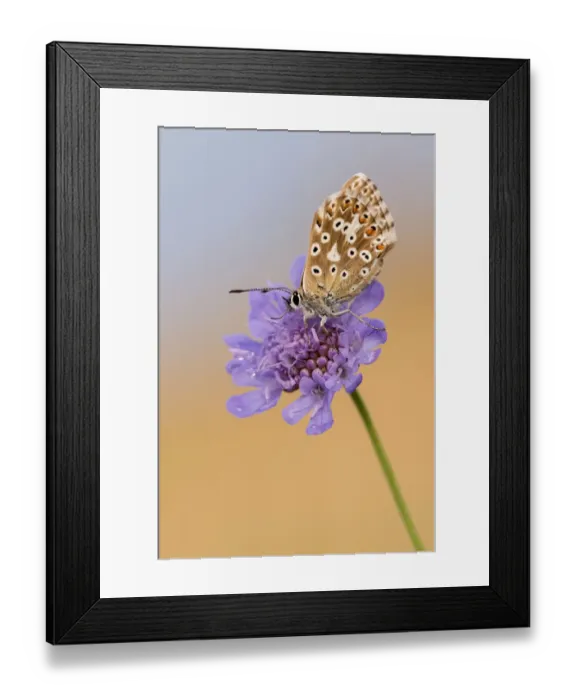 Framed Print : Female chalkhill blue butterfly (Lysandra coridon) with wings closed resting on Devils-bit Framed Print : Female chalkhill blue butterfly (Lysandra coridon) with wings closed resting on Devils-bit