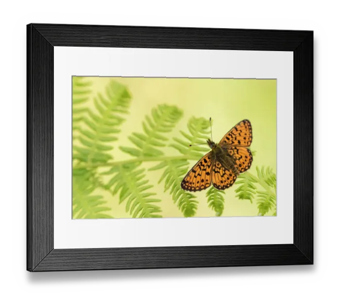 Framed Print : Small pearl-bordered fritillary (Boloria selene), Marsland mouth, Cornwall / Devon, UK. May 2017 Framed Print : Small pearl-bordered fritillary (Boloria selene), Marsland mouth, Cornwall / Devon, UK. May 2017