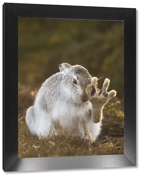 Mountain hare (Lepus timidus) grooming itself, with back foot raised, Cairngorms National Park