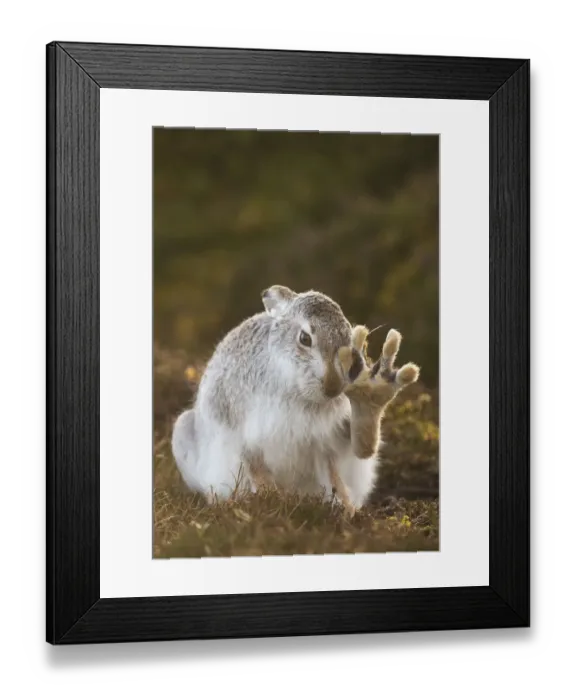 Framed Print : Mountain hare (Lepus timidus) grooming itself, with back foot raised, Cairngorms National Park Framed Print : Mountain hare (Lepus timidus) grooming itself, with back foot raised, Cairngorms National Park