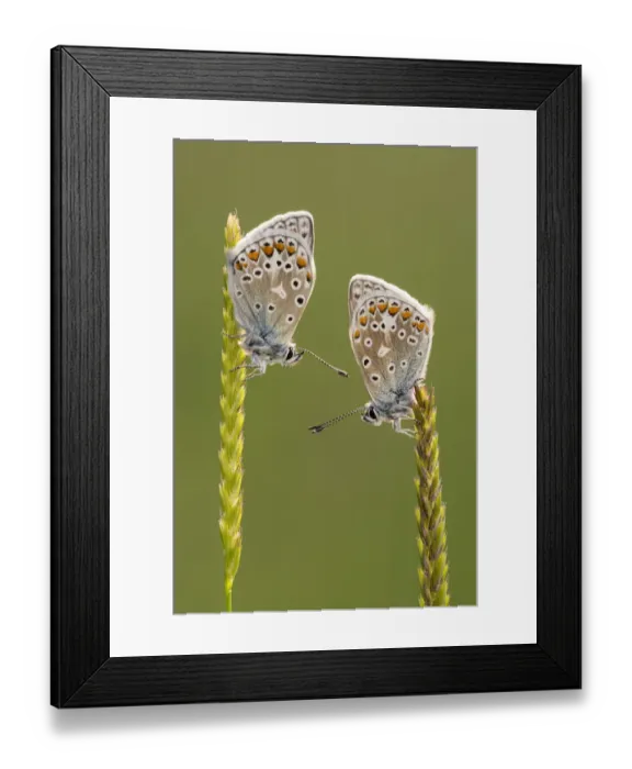 Framed Print : Common blue butterflies (Polyommatus icarus) resting on grasses, Vealand Farm, Devon, UK Framed Print : Common blue butterflies (Polyommatus icarus) resting on grasses, Vealand Farm, Devon, UK