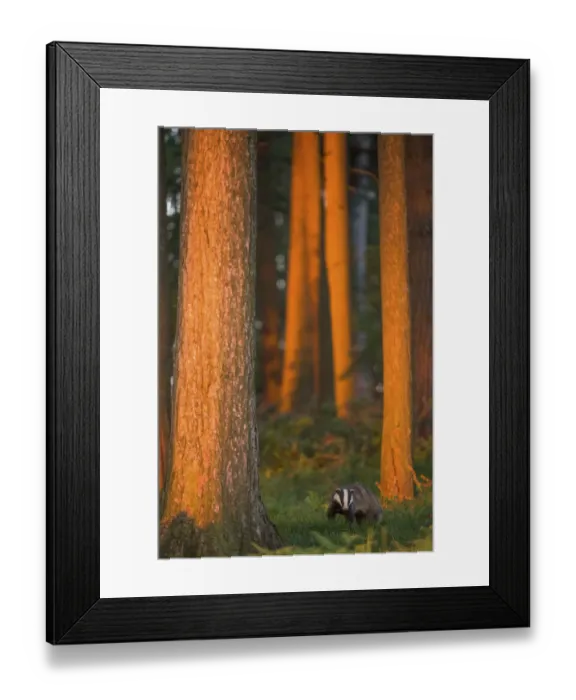 Framed Print : Badger (Meles meles) adult in pine forest at sunset, Derbyshire, UK, June Framed Print : Badger (Meles meles) adult in pine forest at sunset, Derbyshire, UK, June