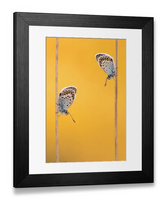 Framed Print : Silver-studded blue butterflies (Plebejus argus) resting on grass and backlit by the sun, Upton Towans, Cornwall, UK. June 2017 Framed Print : Silver-studded blue butterflies (Plebejus argus) resting on grass and backlit by the sun, Upton Towans, Cornwall, UK. June 2017