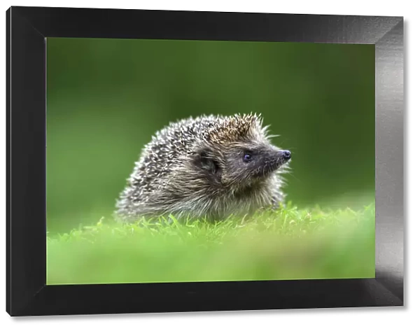 Hedgehog (Erinaceus europaeus). Dorset, UK, July. Captive