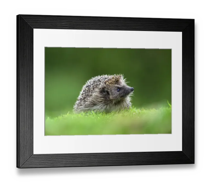 Framed Print : Hedgehog (Erinaceus europaeus). Dorset, UK, July. Captive Framed Print : Hedgehog (Erinaceus europaeus). Dorset, UK, July. Captive