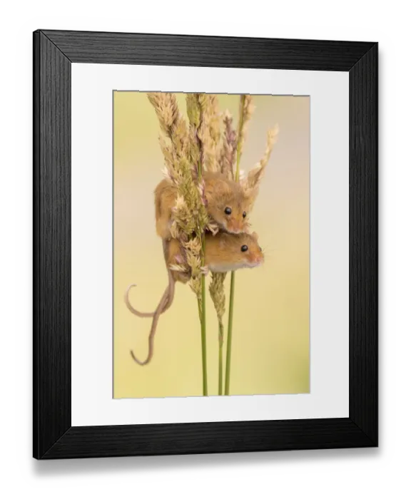 Framed Print : Harvest mice (Micromys minutus) on grass stems, Devon, UK. July 2016. Captive Framed Print : Harvest mice (Micromys minutus) on grass stems, Devon, UK. July 2016. Captive